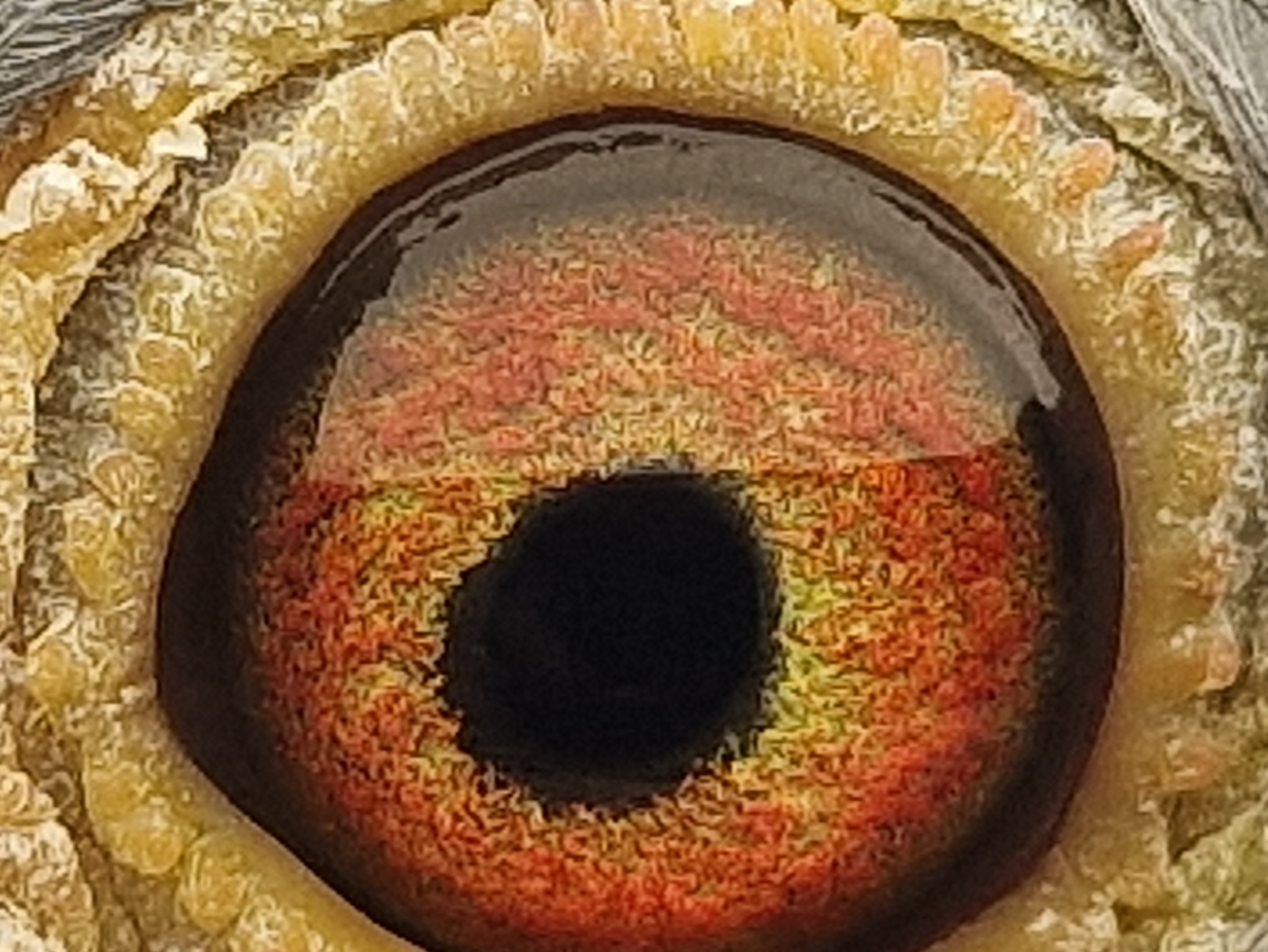 Pigeon eye